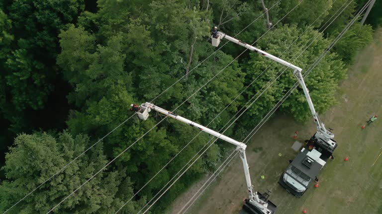 Best Tree Cabling and Bracing  in Okauchee Lake, WI